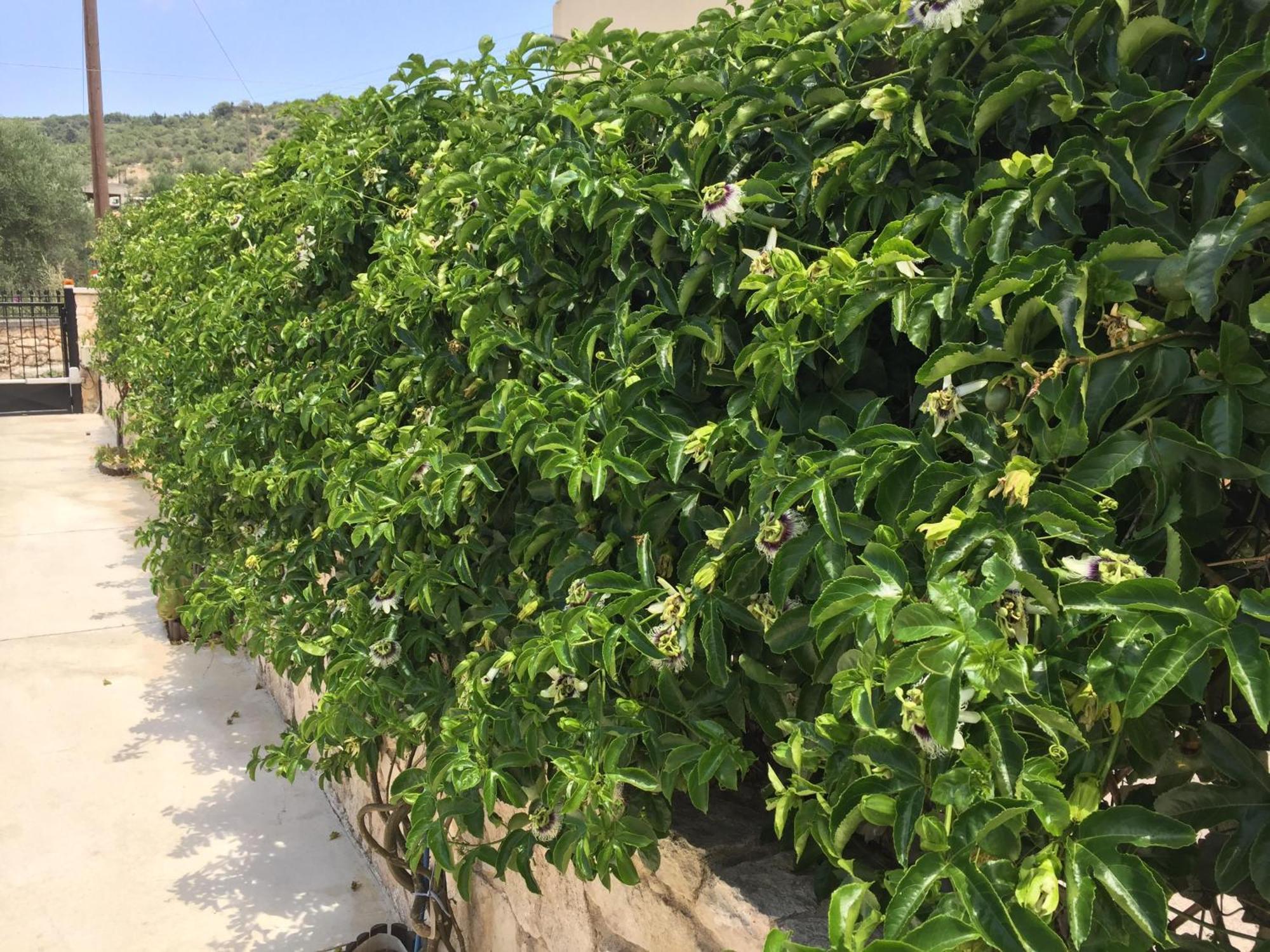 فيلا Bio Garden Stonehouse Gonia المظهر الخارجي الصورة