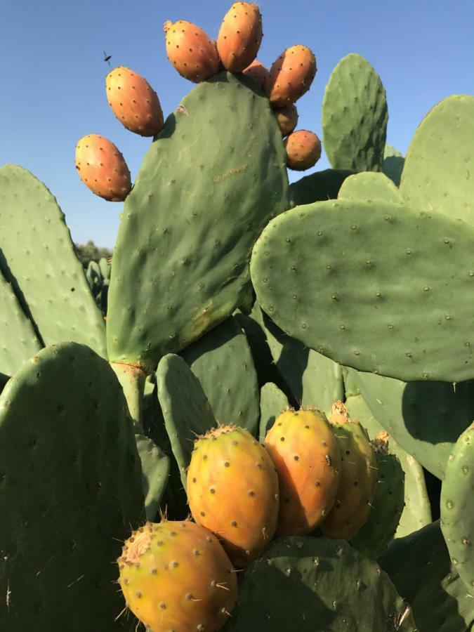 فيلا Bio Garden Stonehouse Gonia المظهر الخارجي الصورة